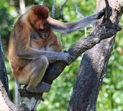 Proboscis Monkey Female with Baby - Labuk Bay - ZooChat