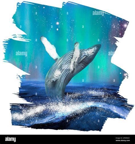 Humpback Whale Breaching Drawing