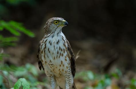 Premium Photo | Crested goshawk in the nature