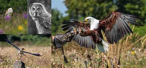 Birds of Prey at the Andover Hawk Conservancy - Timeline Events