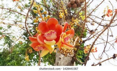 Cannonball Shorea Robusta Roxb Sala Tree Stock Photo 1428441587 ...