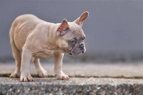 Blue Fawn French Bulldog: Everything to Know - FrenchieWiki