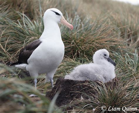 Black-browed Albatross - Species Information and Photos