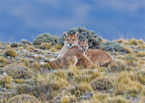 Mother Puma with Cubs, Patagonia - Jim Coda Nature Photography