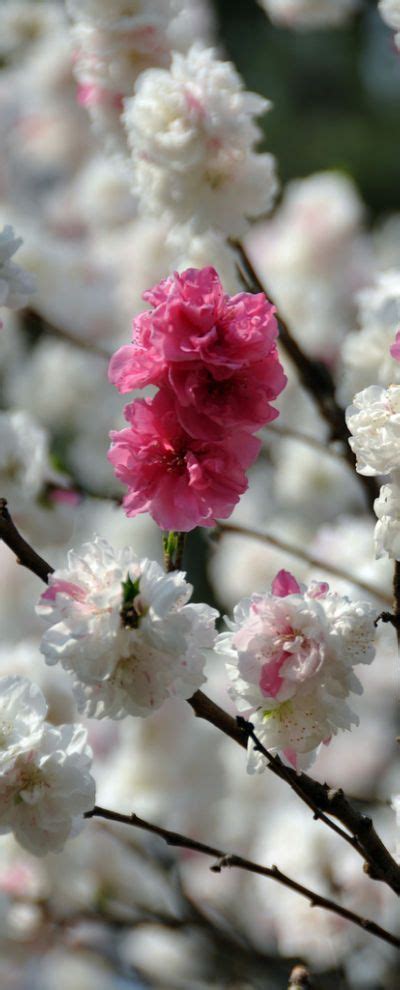 Peach flowers, Japan | Peach flowers, Pretty flowers, Pink flowers