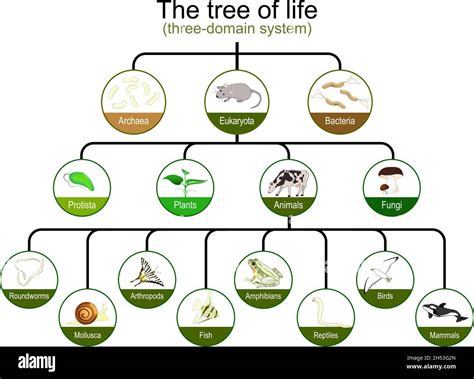 Taxonomy. classification of tree of life. three-domain system. Phylogenetic and symbiogenetic ...