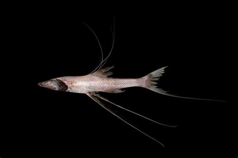 Tripod Fish. These iconic abyssal fishes, often called spiderfish, prop high off the seafloor on ...