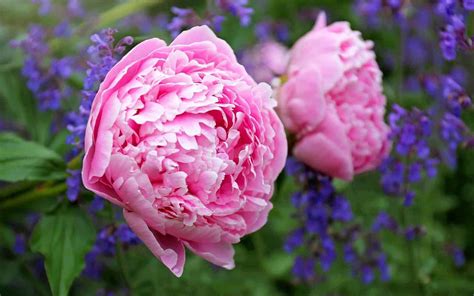 50 pink peonies 🌸 💗 BEST varieties, plus tips for cultivating these romantic blooms