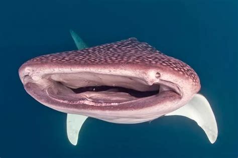 Gigantic whale shark smiles for the camera - posing inches from photographer's lens - World News ...