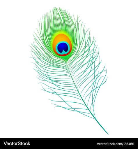 Peacock feather Royalty Free Vector Image - VectorStock