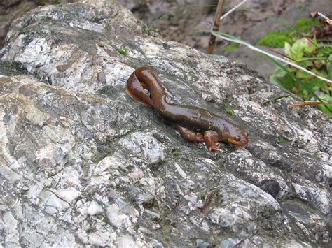 Newts perform rites of spring at UC