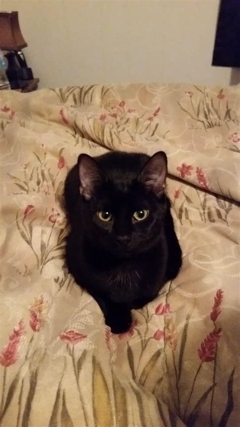 Jiji is cute as hell but also embraces her darkness. : r/blackcats