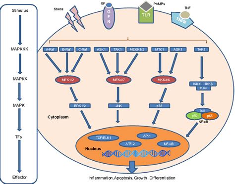 Figure 1 from Mitogen-activated Protein Kinases in Inflammation | Semantic Scholar