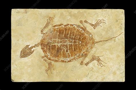 Prehistoric turtle fossil - Stock Image - C013/6838 - Science Photo Library