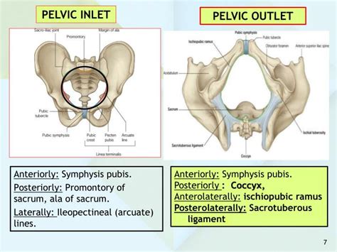 PPT - ANATOMY OF THE PELVIS PowerPoint Presentation - ID:5495410