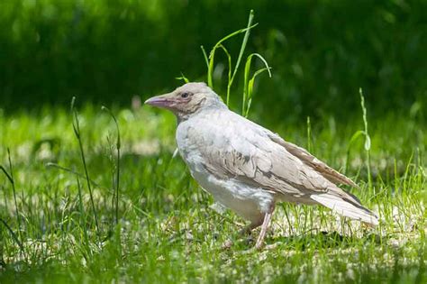 Leucistic And Albino Birds | Bird Spot