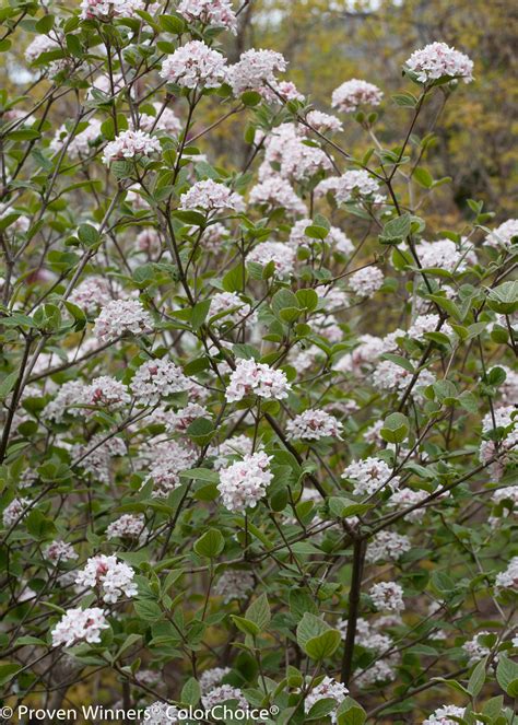 Spice Girl® - Korean Spice Viburnum - Viburnum carlesii | Proven Winners