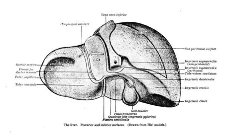 Drawing from a 19th-century Anatomy Textbook Explaining the Structure of the Liver Stock Image ...