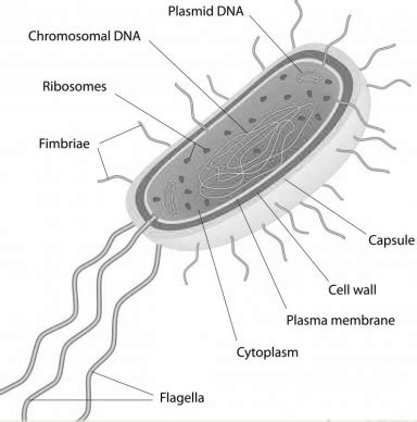 Archaebacteria differ from eubacteria in which one of the following ...