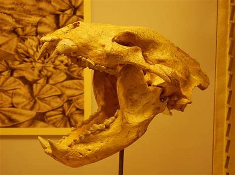 What's the Oldest Bear Fossil Ever Found? - A-Z Animals