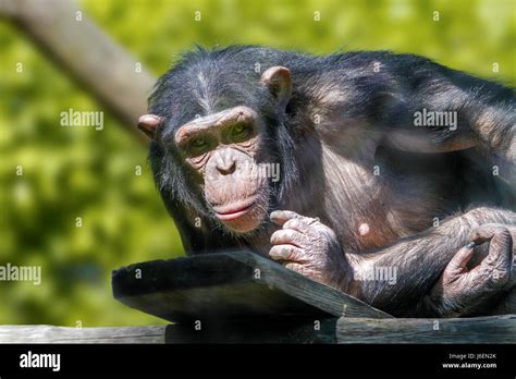 Animal image of an anthropoid ape of a chimpanzee Stock Photo - Alamy