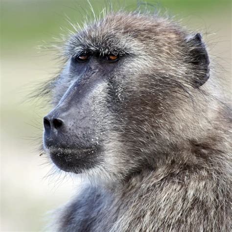 Chacma Baboon - Facts, Diet, Habitat & Pictures on Animalia.bio