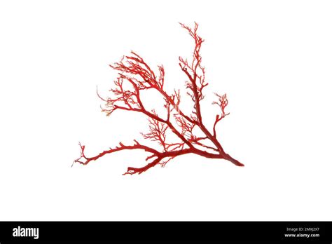 Rhodophyta red algae branch isolated on white Stock Photo - Alamy