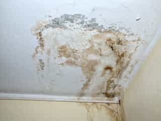 How to Identify Mold and Mildew