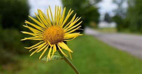 Health Benefits of Elecampane, As Backed by Science - Superfood Journal