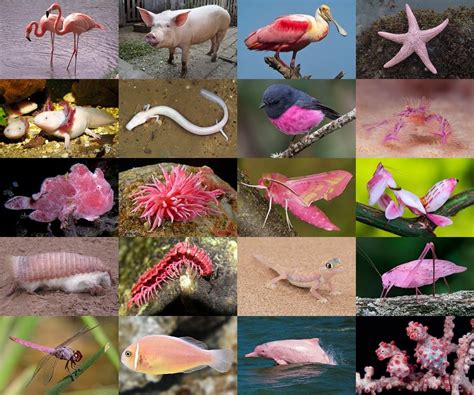 Find the Pink Animals Quiz