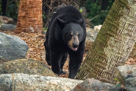 The Bear Is Out and About! - Brevard Zoo Blog