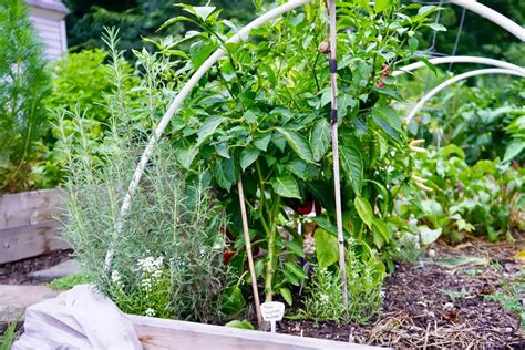 Growing Poblano Peppers - Anchos From Seed To Harvest!