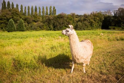 Llama Antibodies May Help Us Fight COVID-19 - MEDizzy Journal