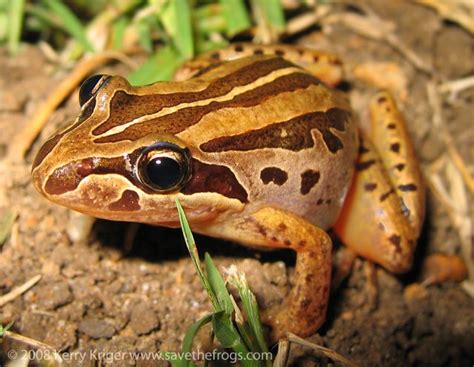 Striped Marsh Frog by savethefrogs on DeviantArt