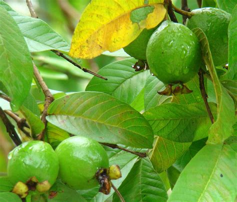 Discover-SriLanka: SRI LANKA - FRUITS [ GUAVA ]