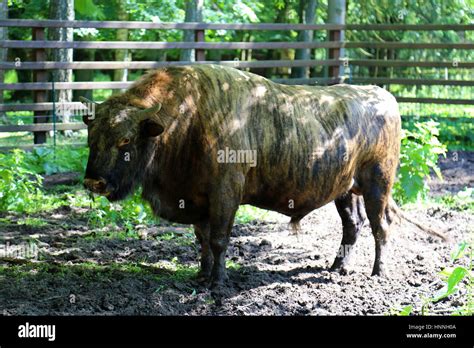 Hybrid cattle hi-res stock photography and images - Alamy