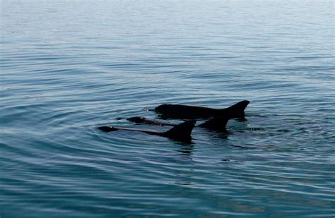 Dolphins are teaching each other new tricks