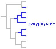 Polyphyletic