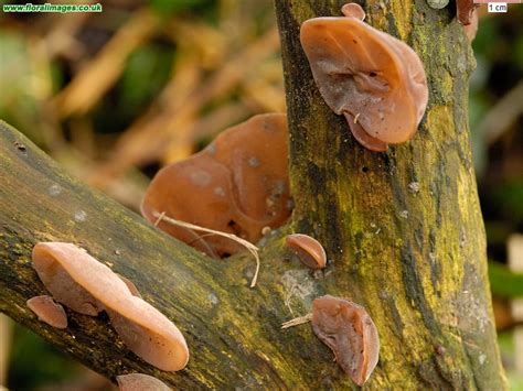 Auricularia auricula-judae, picture 3 of 7