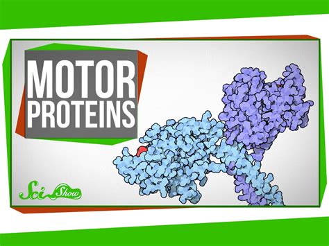 SciShow Explains How Motor Proteins Operate in the Body to Help Cells ...