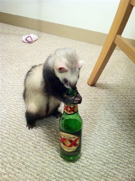 Got a new ferret this weekend. I think he and I will get along just ...