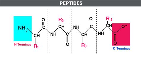 Peptides Definition - Types, Classes & Applications with Examples