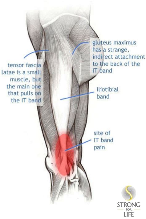 Image result | It band, Tight it band, It band stretches