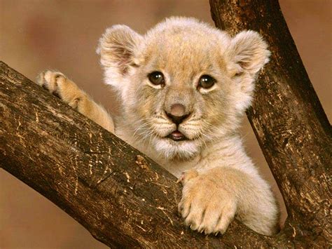 Funny Animals Zone: Cute Baby Lions New Pictures