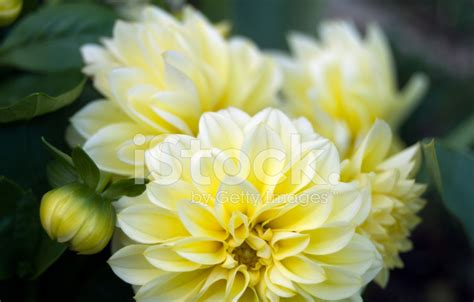 Yellow, White Dahlias Stock Photo | Royalty-Free | FreeImages