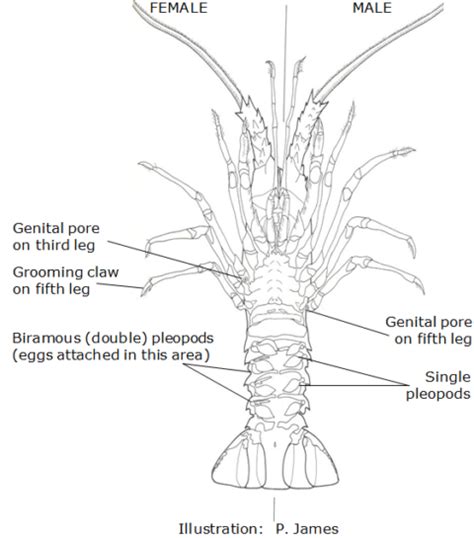 Lobster anatomy | nzrocklobster.co.nz