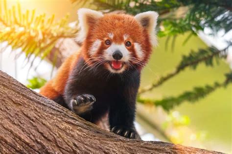 50 Adorable Facts About The Red Pandas You Have To Know | Facts.net