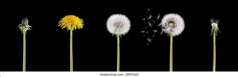 Dandelion Life Cycle Royalty-Free Images, Stock Photos & Pictures | Shutterstock