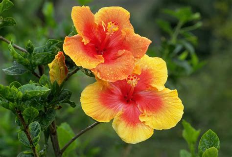 For bold statement in summer, consider hibiscus for Texas gardens