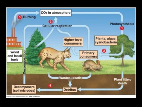 Ecosystem Dynamics